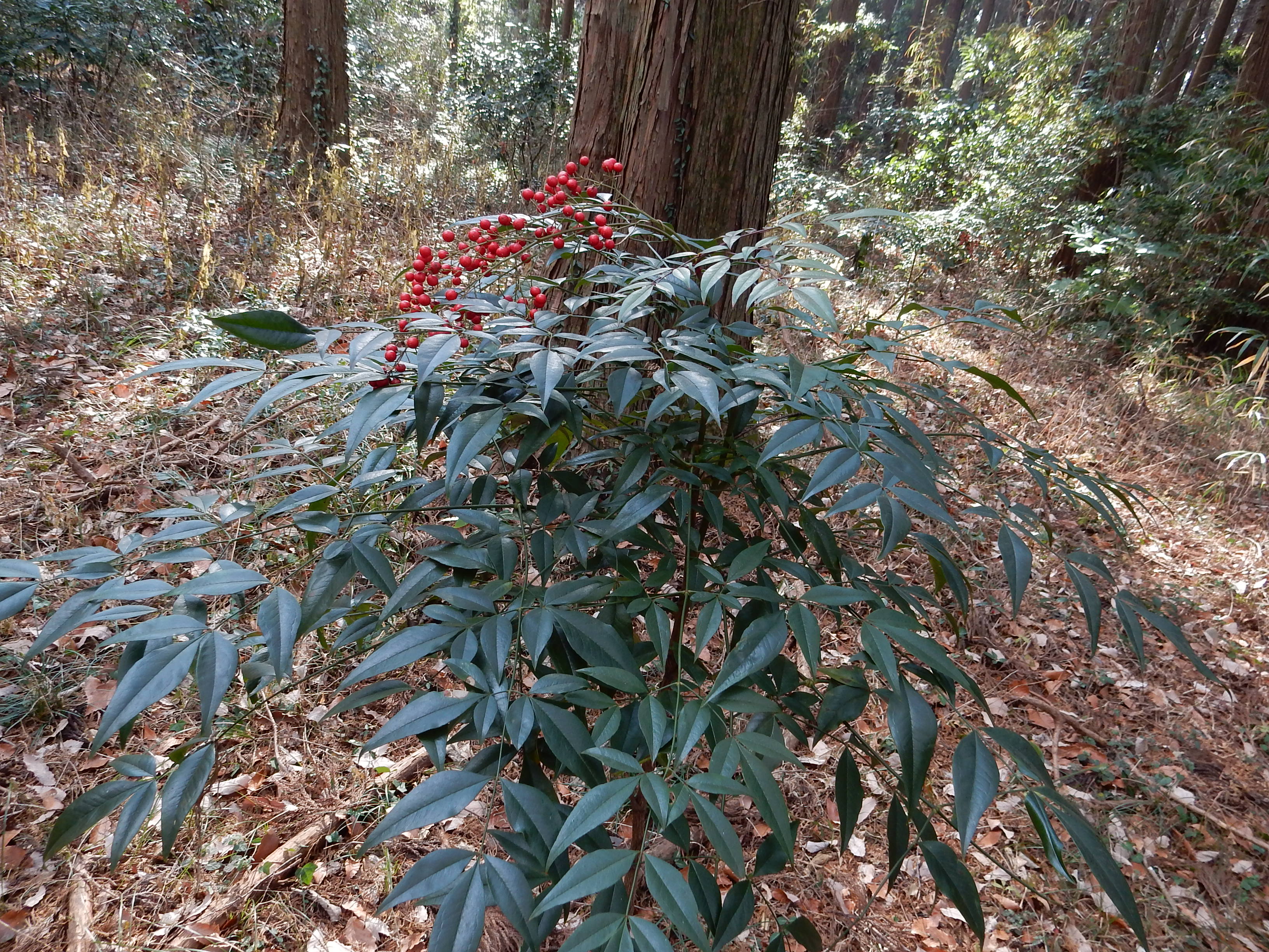 森の植物の歳時記」～1月に紹介した植物（上）》｜公益財団法人